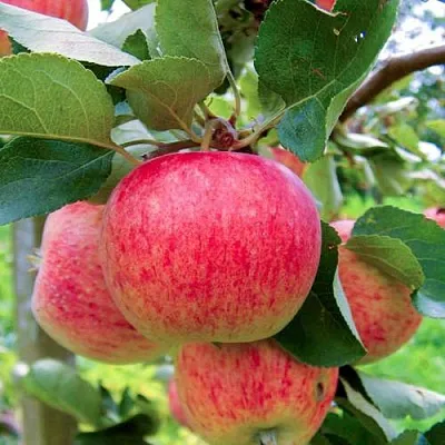 Яблоня ПИРОС  Яблоня ПИРОС в Туле