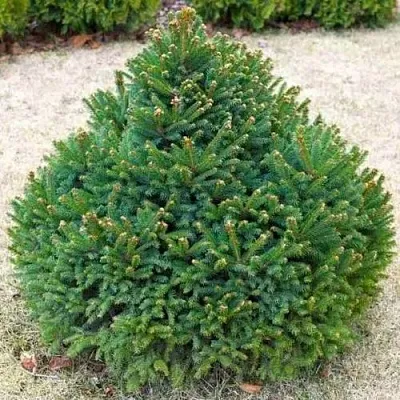 Ель БАРРИ обыкновенная  Ель БАРРИ обыкновенная в Туле