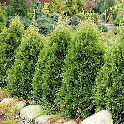 Туя СМАРАГД ВИТБОНТ западная в Туле