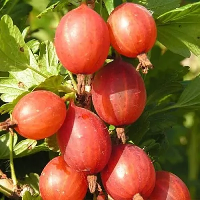 Крыжовник МАШЕКА  Крыжовник МАШЕКА в Туле