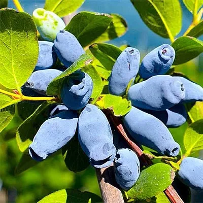 Жимолость съедобная АВРОРА  Жимолость съедобная АВРОРА в Туле