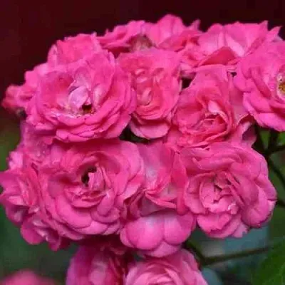 Саженцы роз ДИНКИ мускусная в Туле