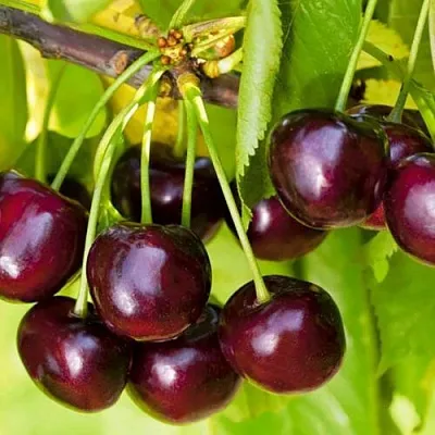 Черешня ИПУТЬ  Черешня ИПУТЬ в Туле