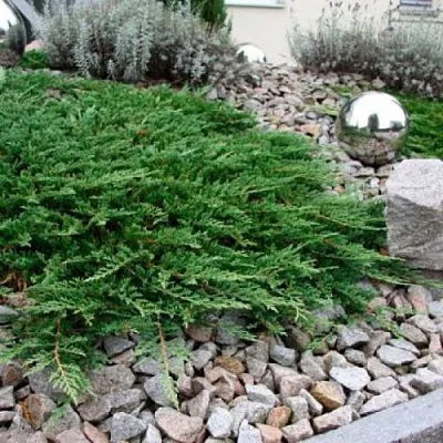 Можжевельник ПРИНЦ ОФ УЭЛЬС горизонтальный  Можжевельник ПРИНЦ ОФ УЭЛЬС горизонтальный в Туле