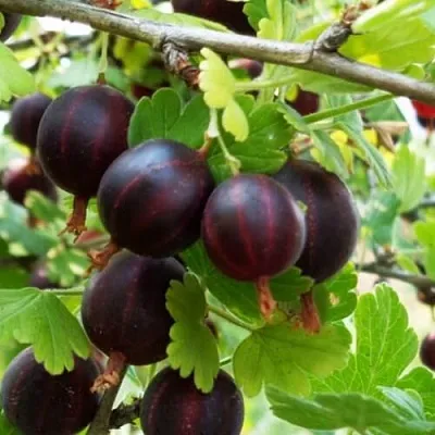 Крыжовник СЕВЕРНЫЙ КАПИТАН  Крыжовник СЕВЕРНЫЙ КАПИТАН в Туле