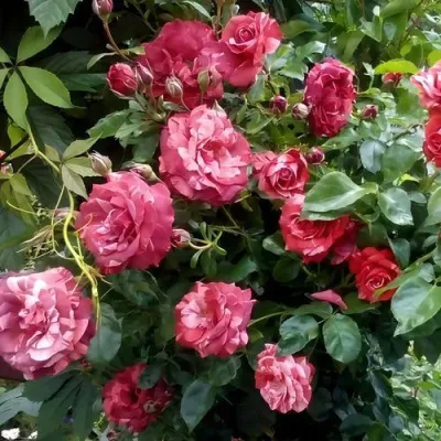 Саженцы роз БРАУНИ плетистая — описание сорта Саженцы роз БРАУНИ плетистая в Туле