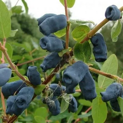 Жимолость съедобная ПУШКИНСКАЯ  Жимолость съедобная ПУШКИНСКАЯ в Туле