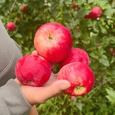 Яблоня АКСЕНА  Яблоня АКСЕНА в Туле