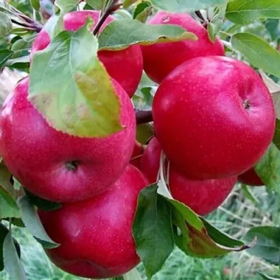 Яблоня АЙДАРЕД — описание сорта Яблоня АЙДАРЕД в Туле