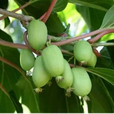 Актинидия РОГОВ аргута — описание сорта Актинидия РОГОВ аргута в Туле