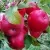 Яблоня АЙДАРЕД — описание сорта Яблоня АЙДАРЕД в Туле