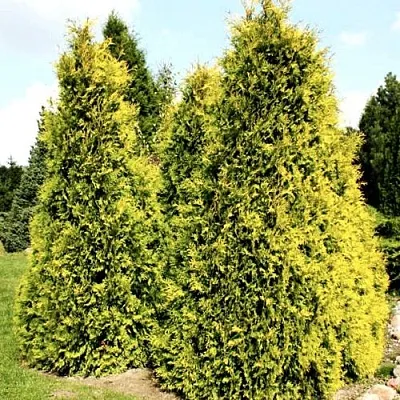 Туя САЛЛАНД западная в Туле