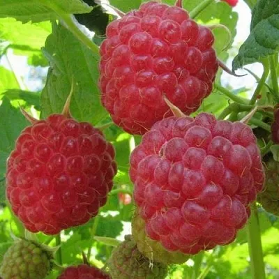 Малина НОВОСТЬ КУЗЬМИНА   Малина НОВОСТЬ КУЗЬМИНА  в Туле