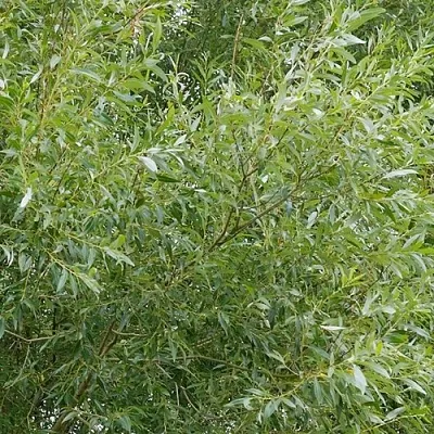 Ива ВИТЕЛЛИНА белая  в Туле