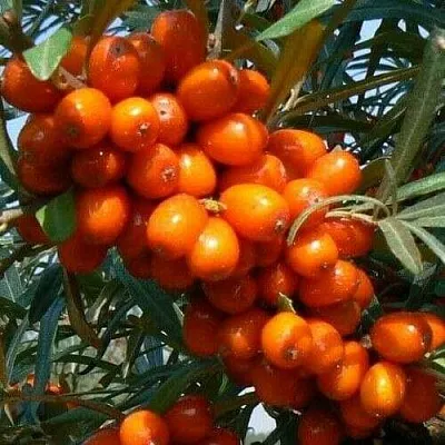 Облепиха ПЛАМЕННАЯ в Туле