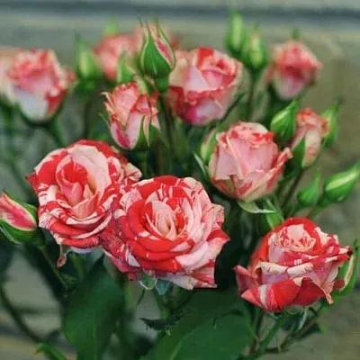 Миниатюрная в Туле