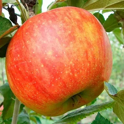 Яблоня ЦЕЛЕСТЕ  Яблоня ЦЕЛЕСТЕ в Туле