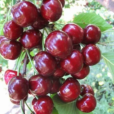 Черешня ОДРИНКА  Черешня ОДРИНКА в Туле