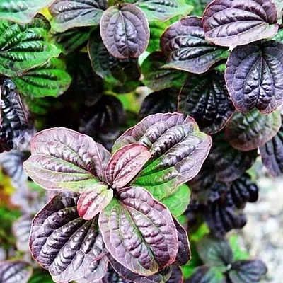 дерен КОМПРЕССА кроваво-красный в Туле