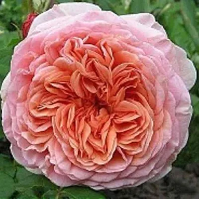 Саженцы роз АБРАХАМ ДЕРБИ английская  Саженцы роз АБРАХАМ ДЕРБИ английская в Туле