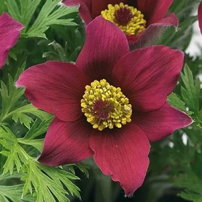 Прострел ПИНВИЛ РЕД ШЕЙДЕС  Прострел ПИНВИЛ РЕД ШЕЙДЕС в Туле