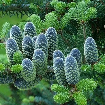 Пихта  Пихта в Туле