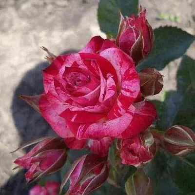 Саженцы роз ФАЙЕР ВОРКС миниатюрная  Саженцы роз ФАЙЕР ВОРКС миниатюрная в Туле