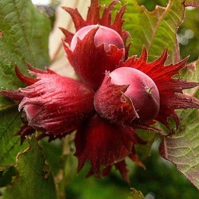 Фундук в Туле