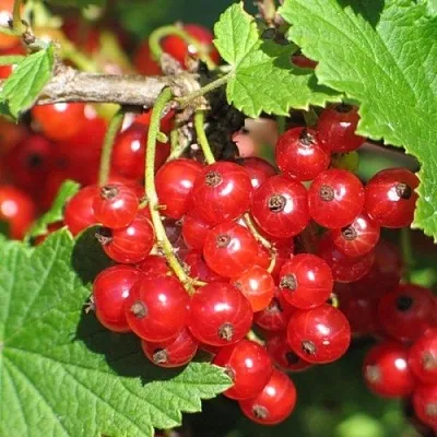 Смородина красная РАЧКОВСКАЯ  Смородина красная РАЧКОВСКАЯ в Туле