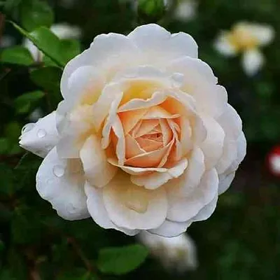 Саженцы роз КРОКУС РОУЗ английская  Саженцы роз КРОКУС РОУЗ английская в Туле