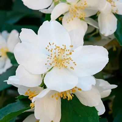 Жасмин ЮСТИНКА  Жасмин ЮСТИНКА в Туле