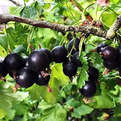 Йошта КРЫМСКАЯ в Туле