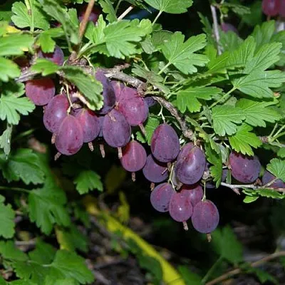 Крыжовник ГРУШЕНЬКА  Крыжовник ГРУШЕНЬКА в Туле