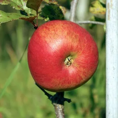 Яблоня ДЫЯМЕНТ в Туле