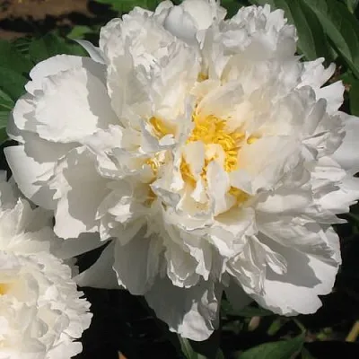 Пион БОУЛ ОФ КРИМ травянистый  Пион БОУЛ ОФ КРИМ травянистый в Туле