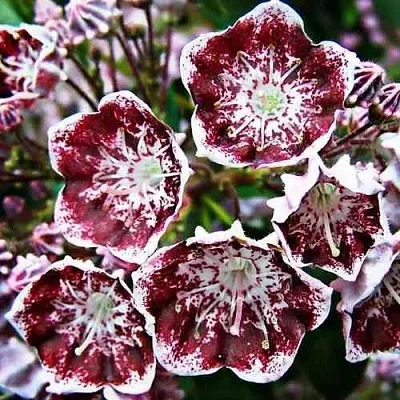 Кальмия БЛЕК ЛЕЙБЛ   Кальмия БЛЕК ЛЕЙБЛ  в Туле