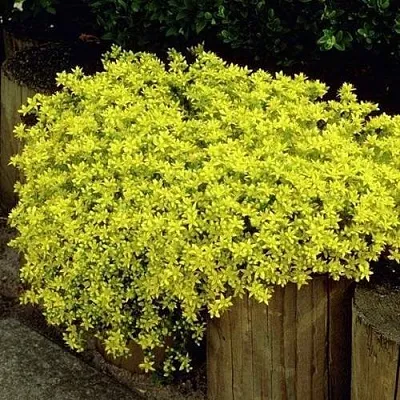 Очиток (седум) ЙЕЛЛОУ КВИН едкий  Очиток (седум) ЙЕЛЛОУ КВИН едкий в Туле