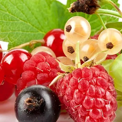 Плодовые кустарники  Плодовые кустарники в Туле