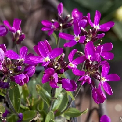 Арабис РОУЗ делайт  Арабис РОУЗ делайт в Туле