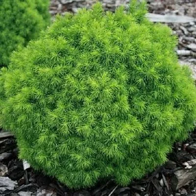 Ель АЛЬБЕРТА ГЛОБ сизая  Ель АЛЬБЕРТА ГЛОБ сизая в Туле