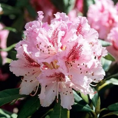 Рододендрон ЧИР  Рододендрон ЧИР в Туле