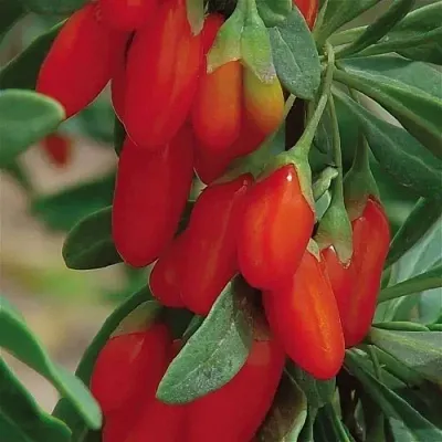 Годжи ВЯЧЕСЛАВ в Туле