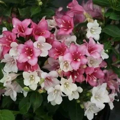 Вейгела КАРНАВАЛ  Вейгела КАРНАВАЛ в Туле