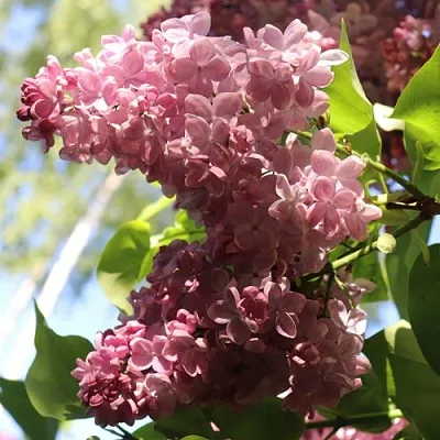 Сирень МЕДОВЫЙ СПАС  Сирень МЕДОВЫЙ СПАС в Туле