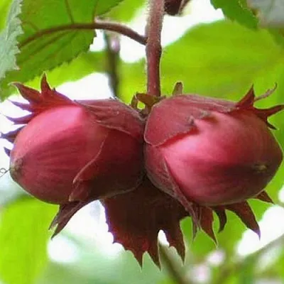 Фундук АЙВЕНГО в Туле