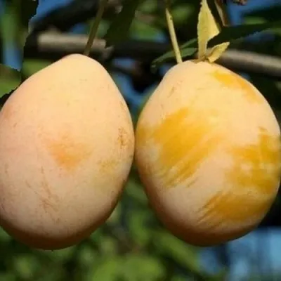 Слива ВАШИНГТОН  Слива ВАШИНГТОН в Туле