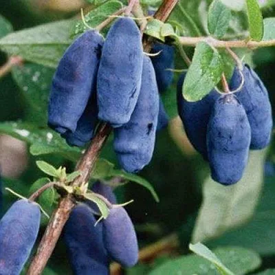 Жимолость съедобная ЛАЗУРНАЯ  Жимолость съедобная ЛАЗУРНАЯ в Туле