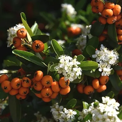 Пираканта в Туле