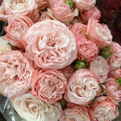 Саженцы роз МАДАМ БОМБАСТИК спрей  Саженцы роз МАДАМ БОМБАСТИК спрей в Туле