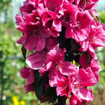 Яблоня МАЛИНОВОЕ ОЖЕРЕЛЬЕ колонновидная  Яблоня МАЛИНОВОЕ ОЖЕРЕЛЬЕ колонновидная в Туле